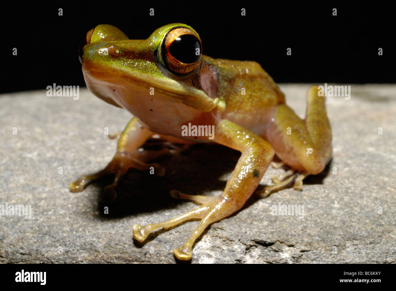 White Lipped Frog, Rana chalconota Stock Photo
