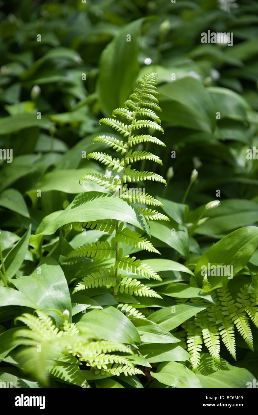 Fern unfurls from woodland floor during spring at Rocks East Woodland