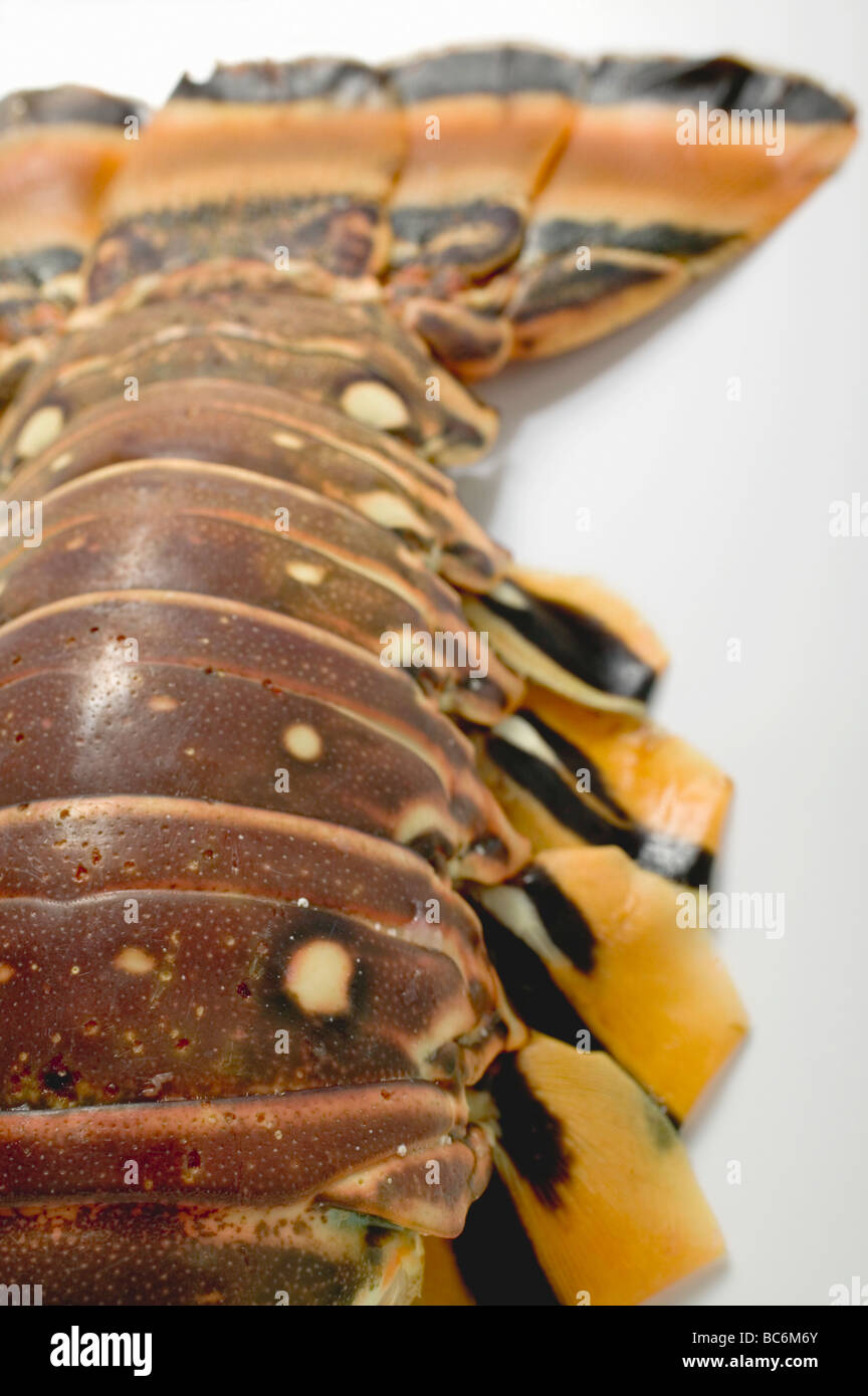 Slipper lobster (detail Stock Photo Alamy