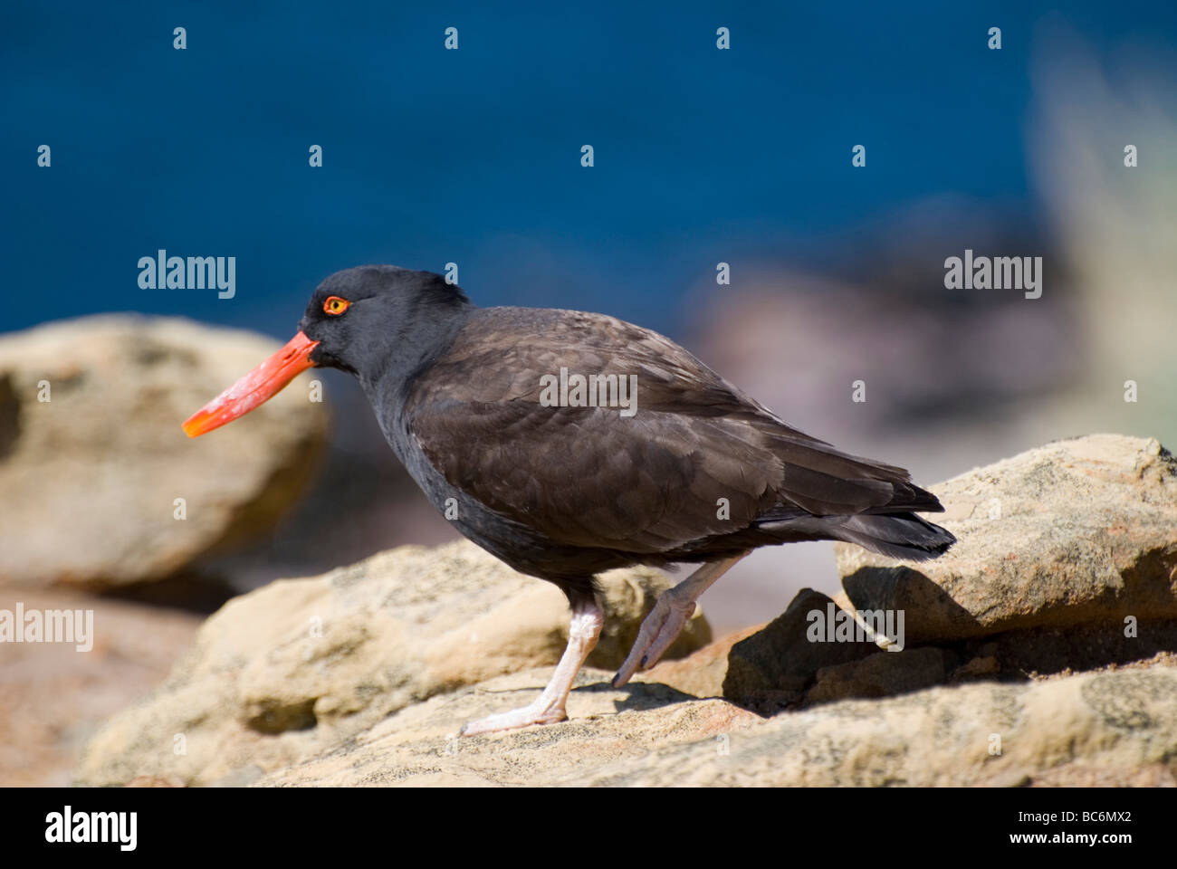 Blackish Oystercatcher, Haematopus ater, on a rock coast. Also known as a Black curlew or Black Oystercatcher Stock Photo