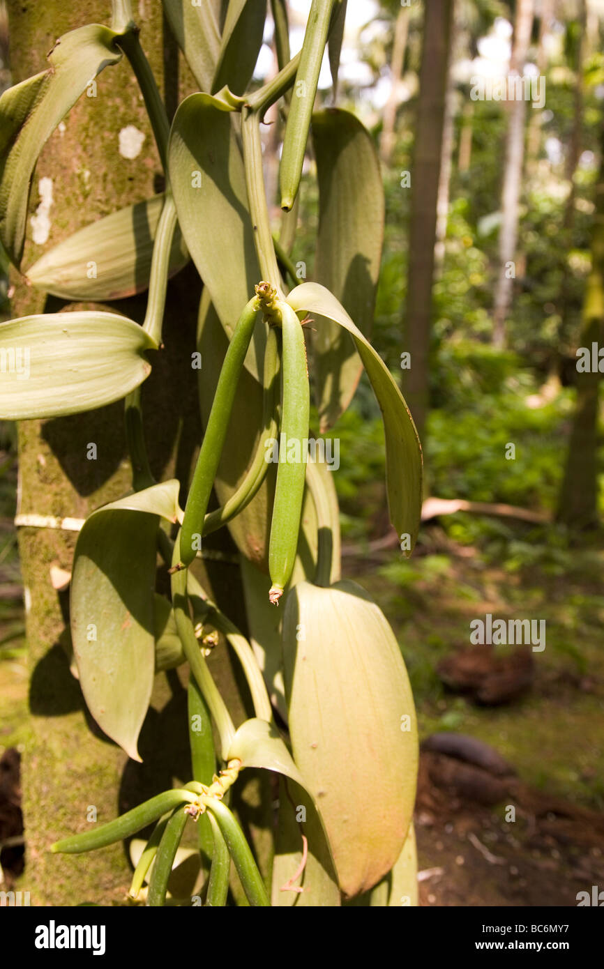 Vanilla pods growing hires stock photography and images Alamy