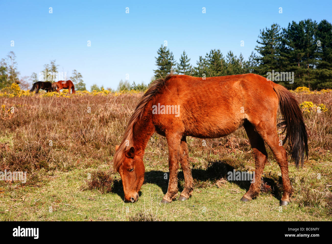 New Forest ponies grazing on the forest heathland Stock Photo - Alamy