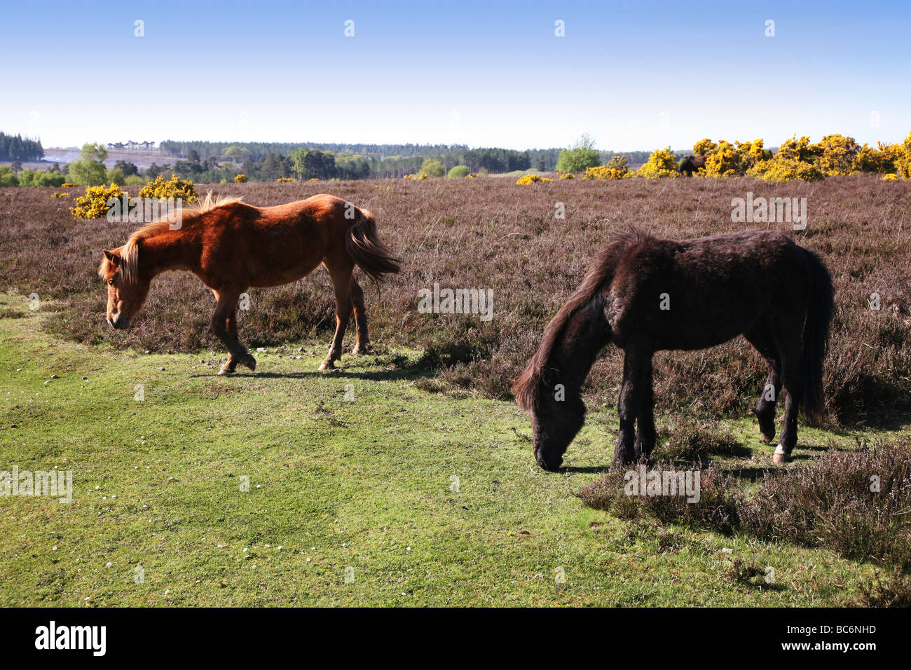 New Forest ponies grazing on the forest heathland Stock Photo - Alamy
