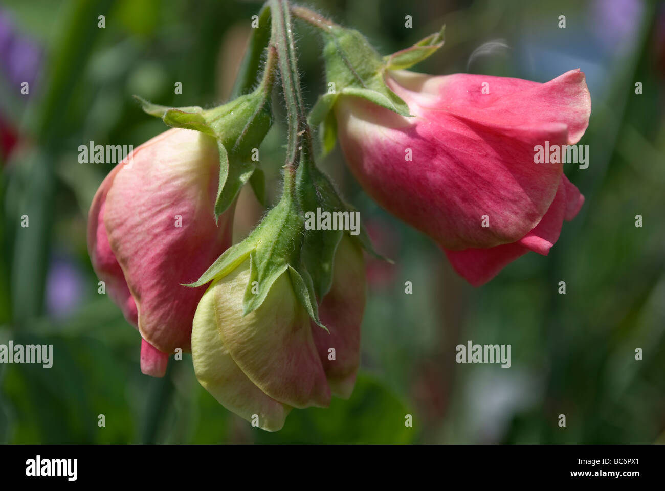 Close up of pink sweetpeas on allotment, Newmarket, Suffolk, UK. Stock Photo