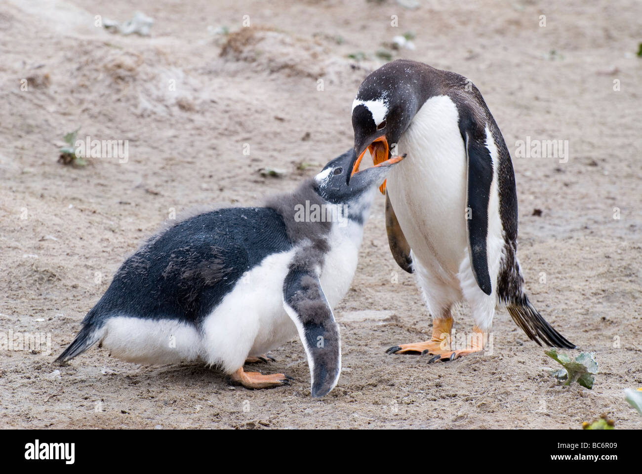 Gentoo Penguin, Pygoscelis papua - a mother feeding her older chick by regurgitation Stock Photo