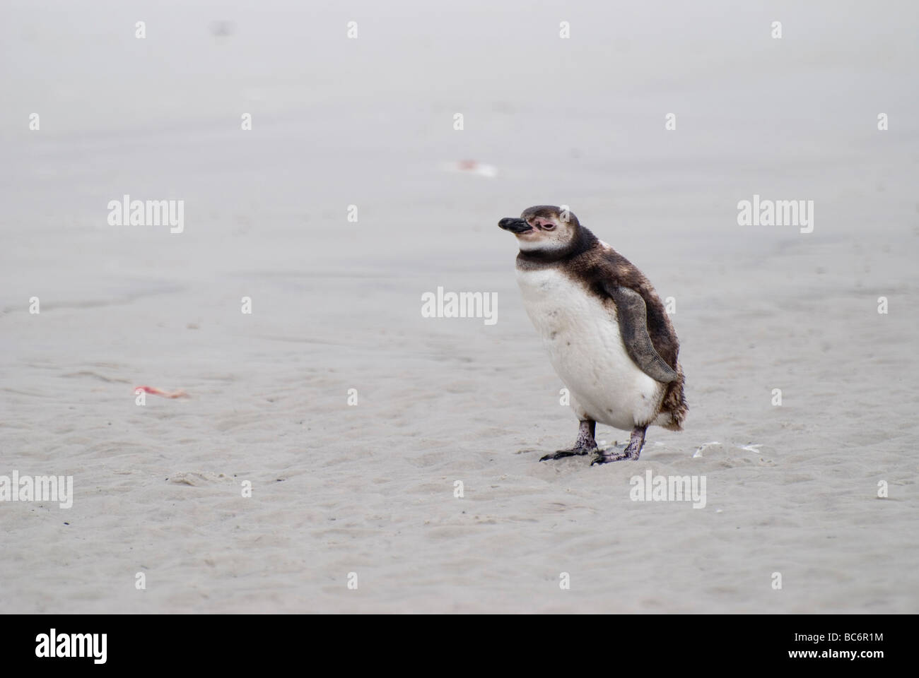 Magellanic Penguin, Spheniscus magellanicus, chick exposed and alone on a beach Stock Photo