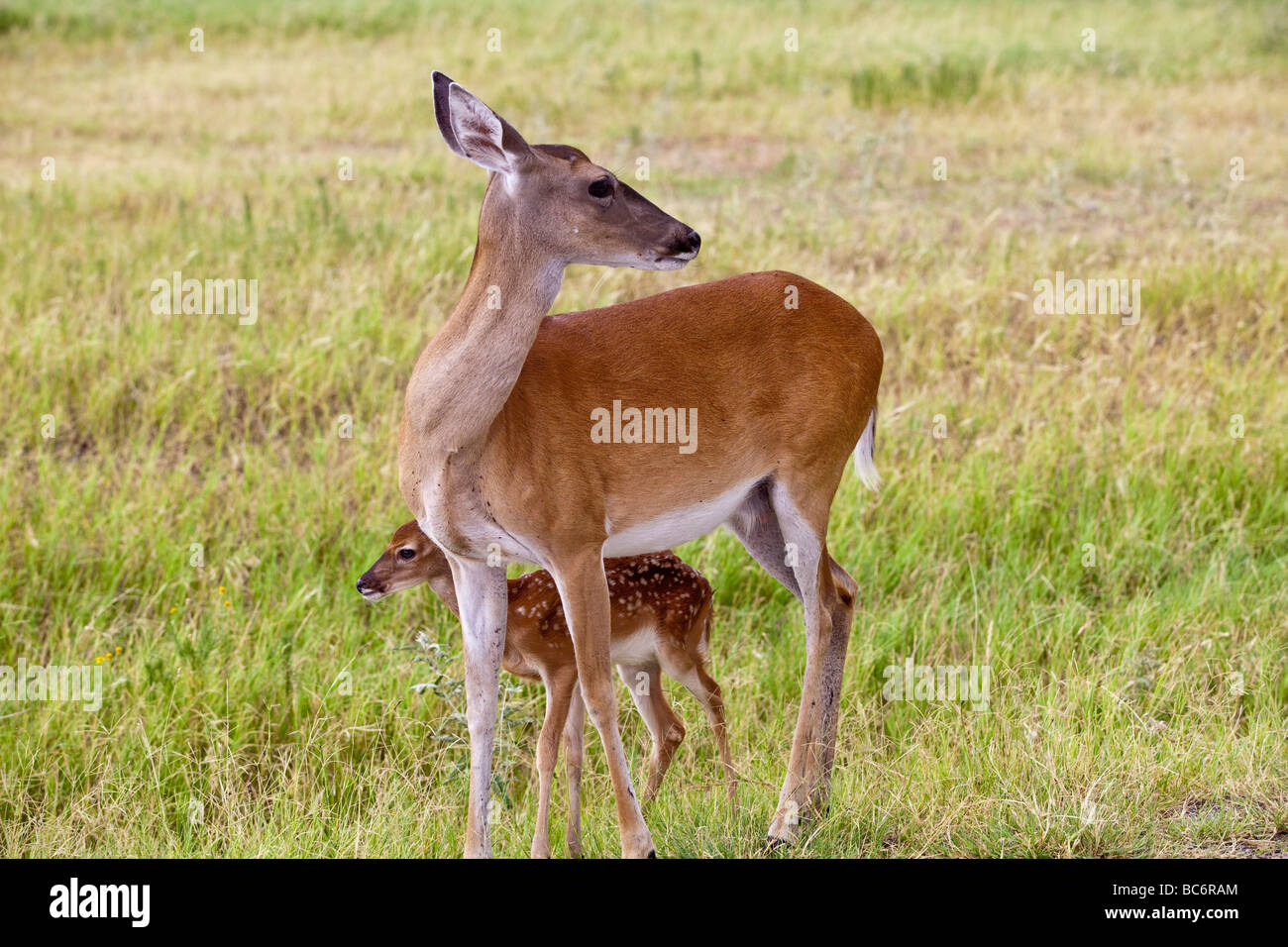 A doe and fawn White-tailed Deer, Odocoileus virginianus, native to the United States at Fossil Rim Wildlife Center Stock Photo