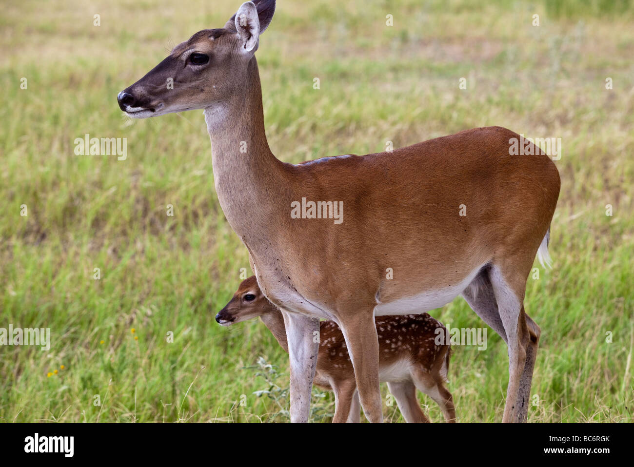 A doe and fawn White-tailed Deer, Odocoileus virginianus, native to the United States at Fossil Rim Wildlife Center Stock Photo