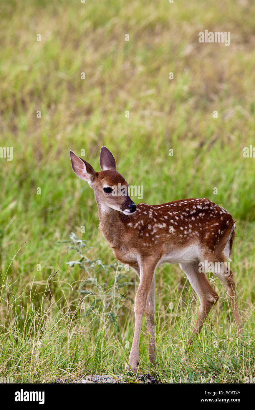 A fawn White-tailed Deer, Odocoileus virginianus, native to the United States at Fossil Rim Wildlife Center, Texas Stock Photo