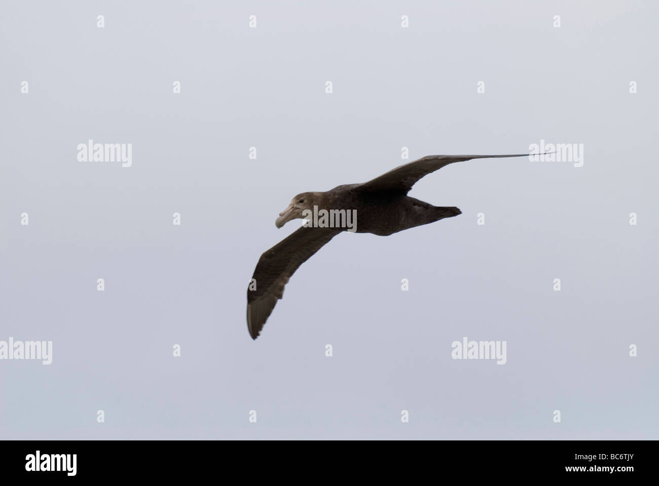 Southern Giant Petrel, Macronectes giganteus,flying Stock Photo