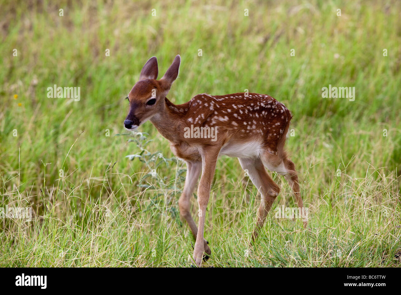 A fawn White-tailed Deer, Odocoileus virginianus, native to the United States at Fossil Rim Wildlife Center, Texas Stock Photo