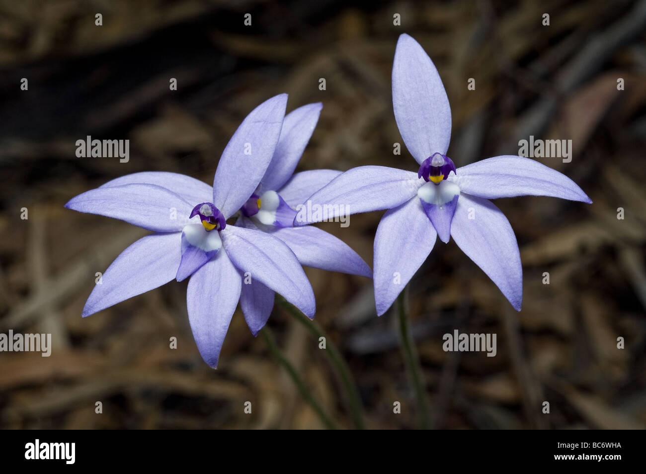 Glossodia major, Wax Lip Orchid, Grampians, Australia. Stock Photo