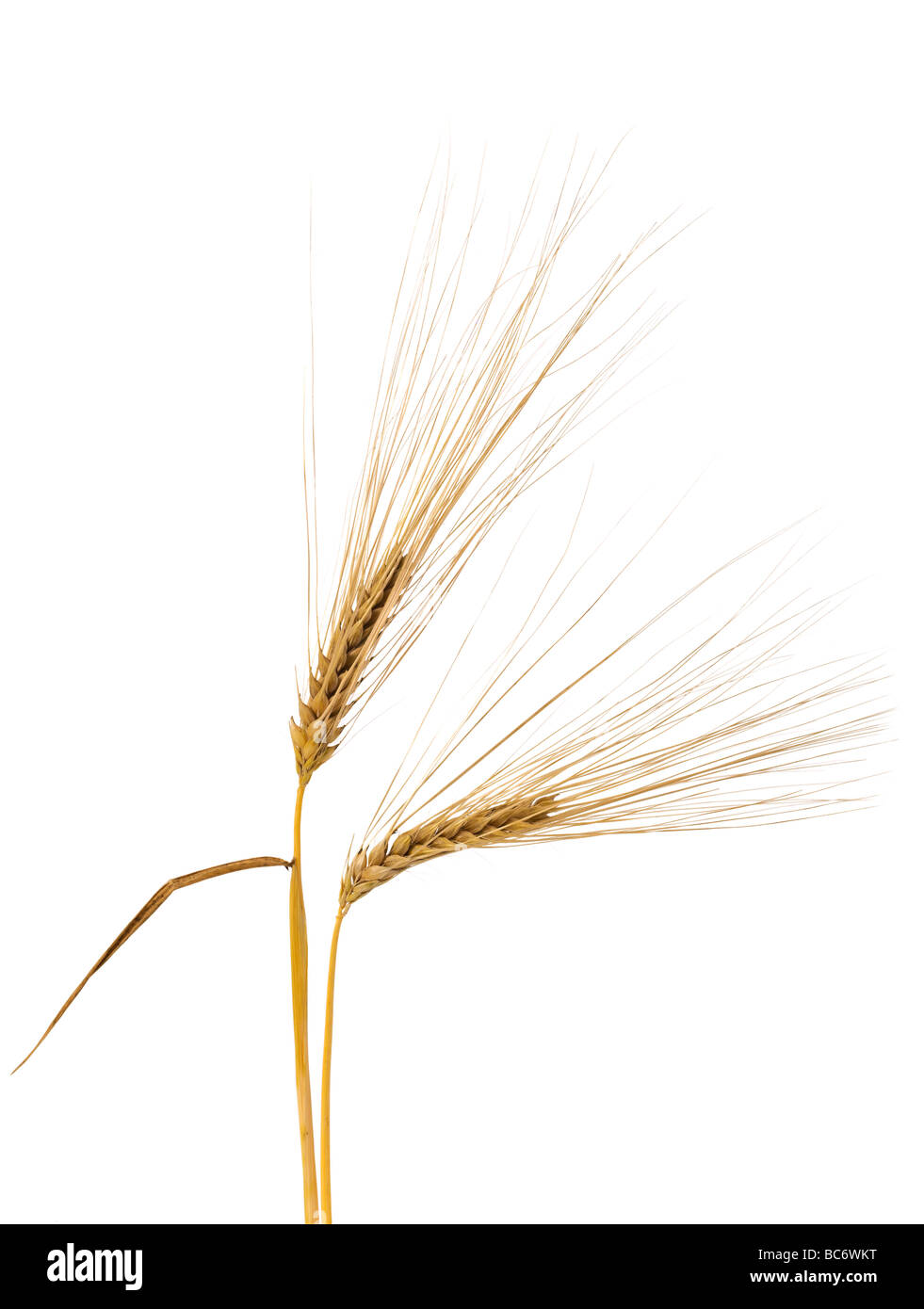 two ripe barley ears on white background Stock Photo