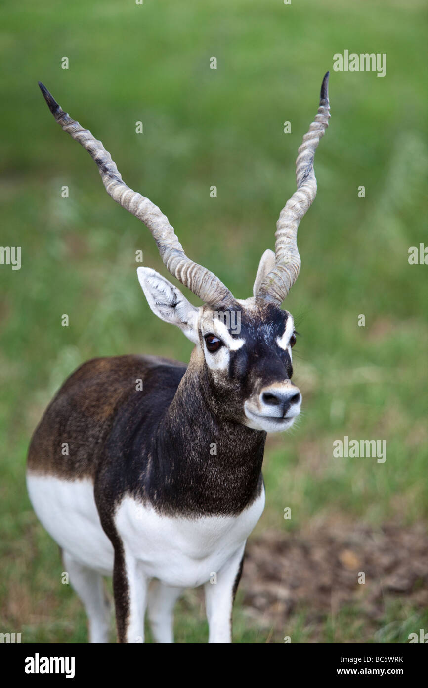 Blackbuck antelope hi-res stock photography and images - Alamy Blackbuck antelope hi-res stock photography and images - Alamy