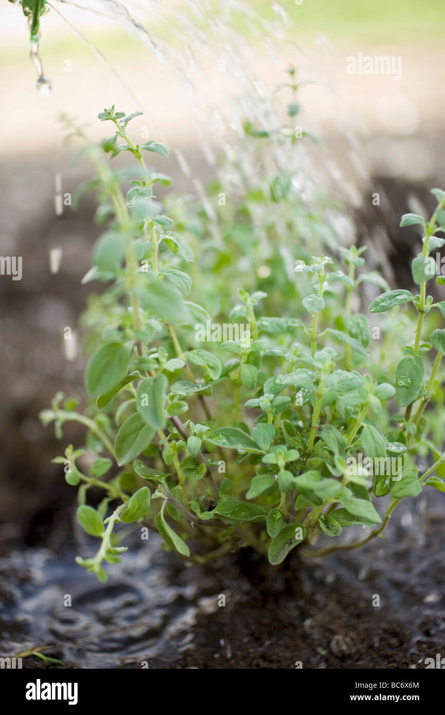 Watering herbs Stock Photo Alamy