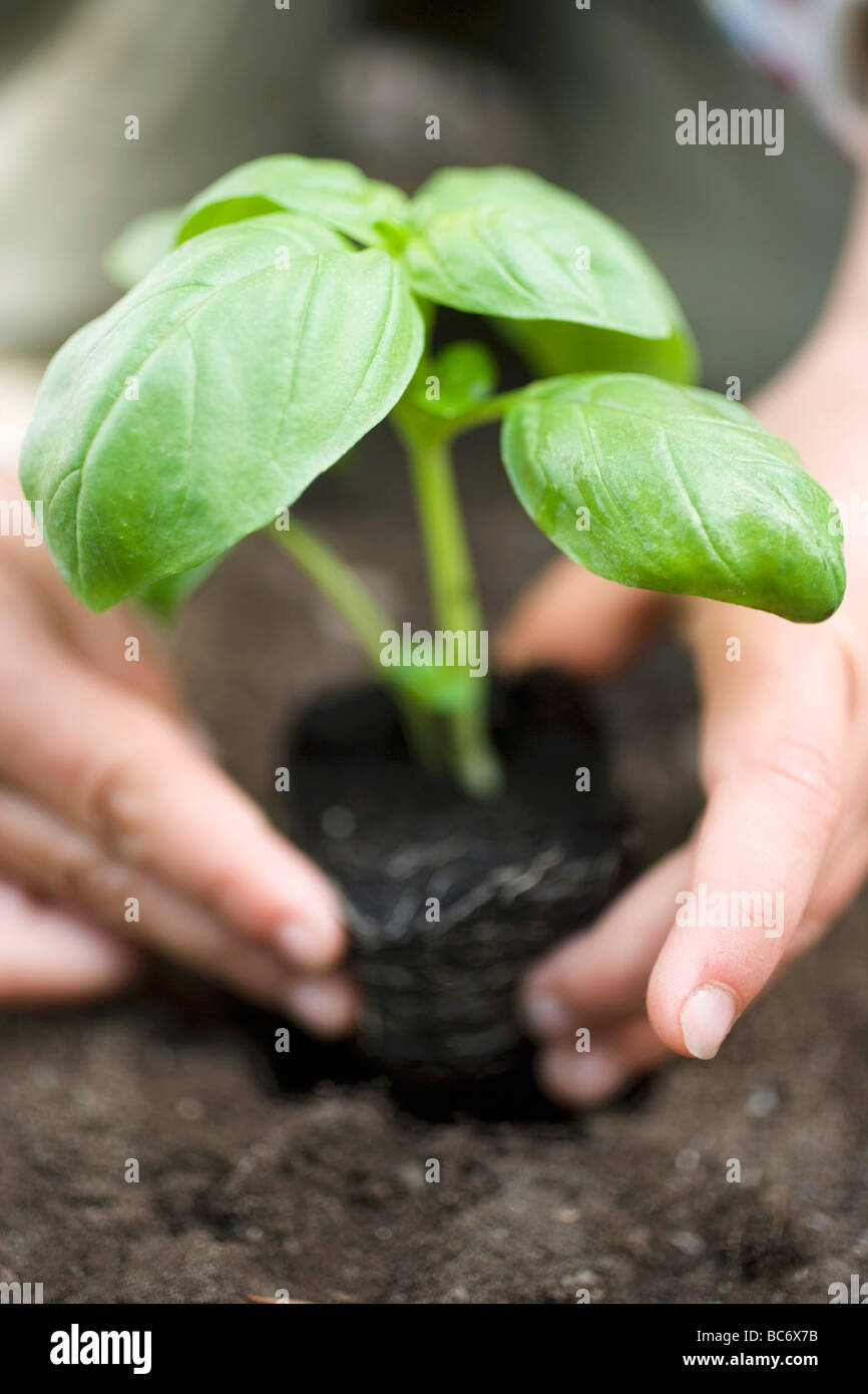 Planting basil in soil Stock Photo Alamy