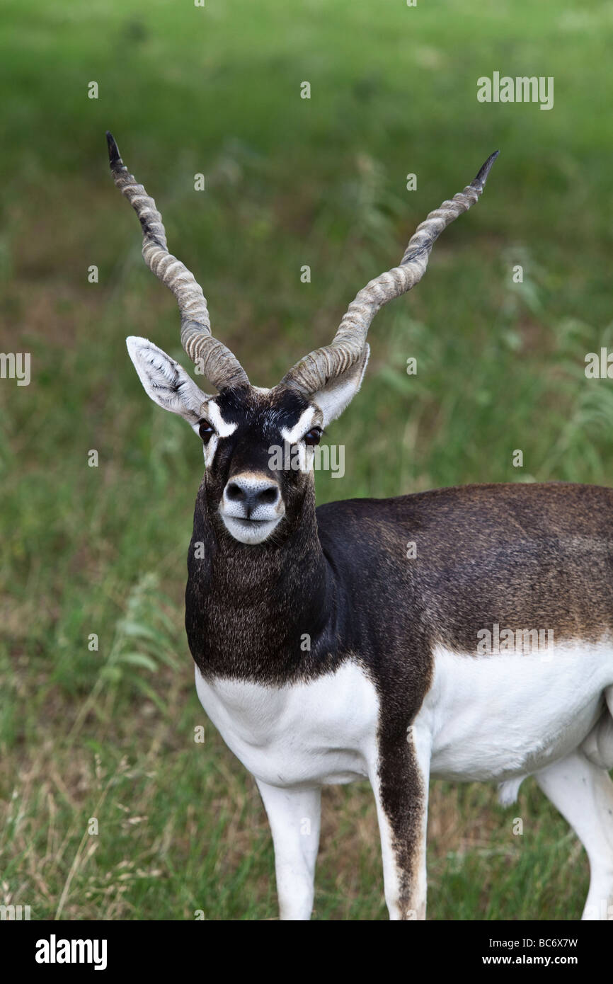 A male Blackbuck Antilope cervicapra native to India and Pakistan is a  captive game animal at Fossil Rim Wildlife Center Stock Photo - Alamy
