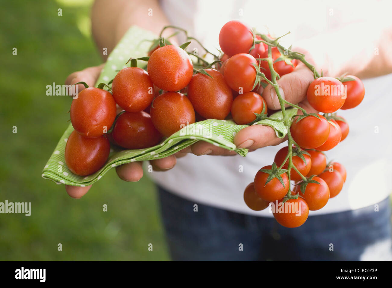 Hands holding fresh tomatoes on green cloth - Stock Photo