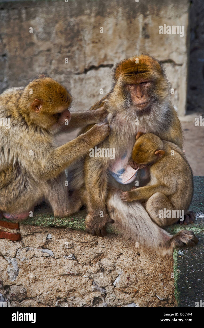 A young Barbary Macaque Macaca sylvanus nurses while another strokes the mother at the Queens Gate Ape Den  Rock of Gibraltar Stock Photo