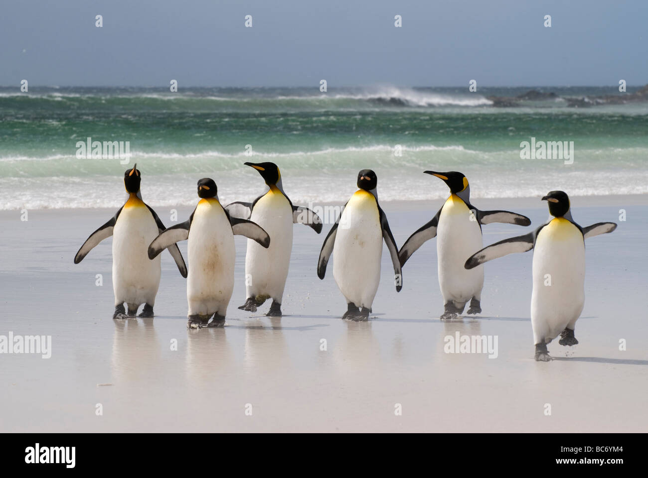 A group of King Penguins, Aptenodytes patagonicus, walking up the beach out of the sea Stock Photo
