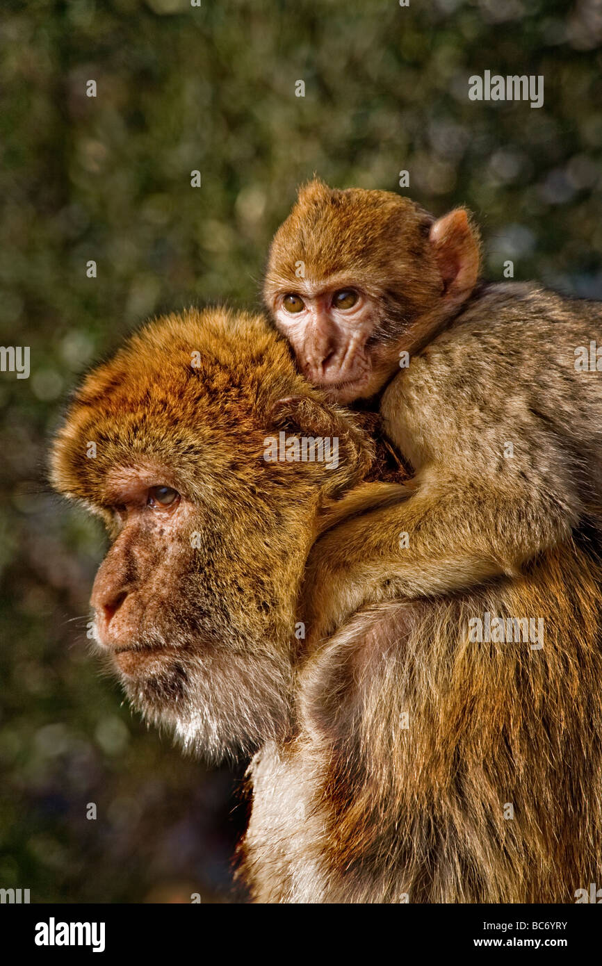 A young Barbary Macaque Macaca sylvanus hugs its mother at the Queens Gate Ape Den on the Upper Rock of the Rock of Gibraltar Stock Photo