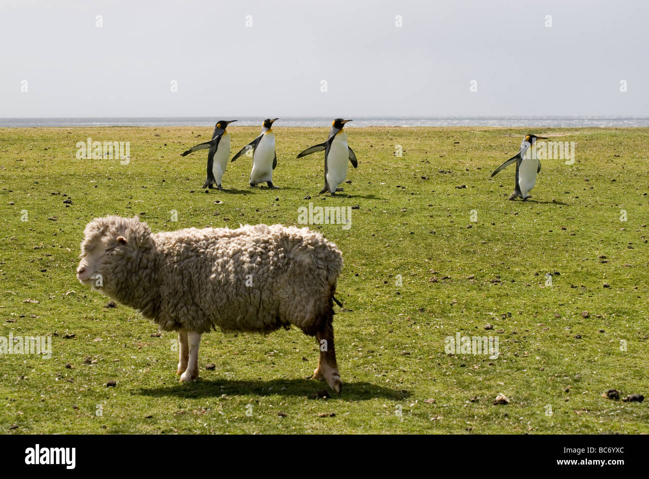King Penguins, Aptenodytes patagonicus,walking past a domestic sheep on some farmland Stock Photo