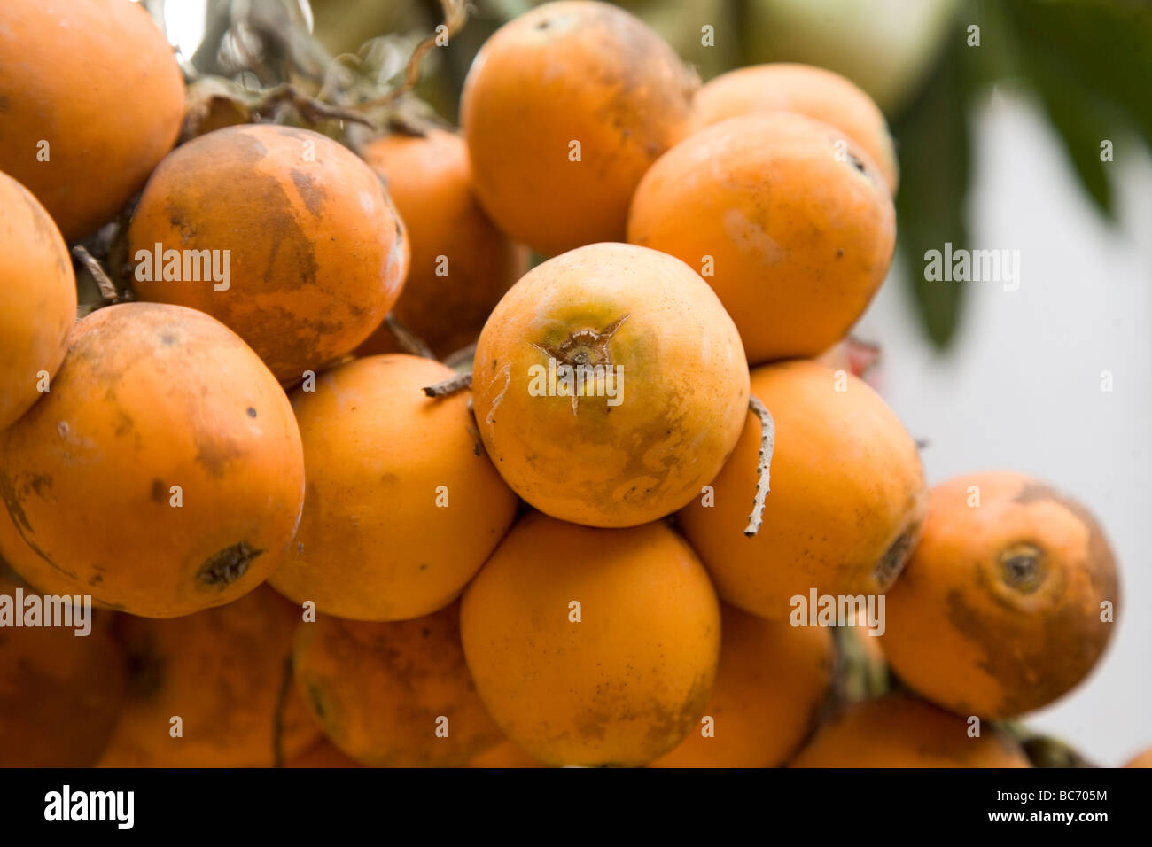 A bunch of orange fruit grows on a spice plantation in Ponda, Goa