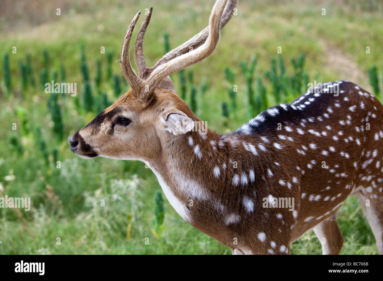 Adult male Axis deer, native to India and other SE Asian countries, is