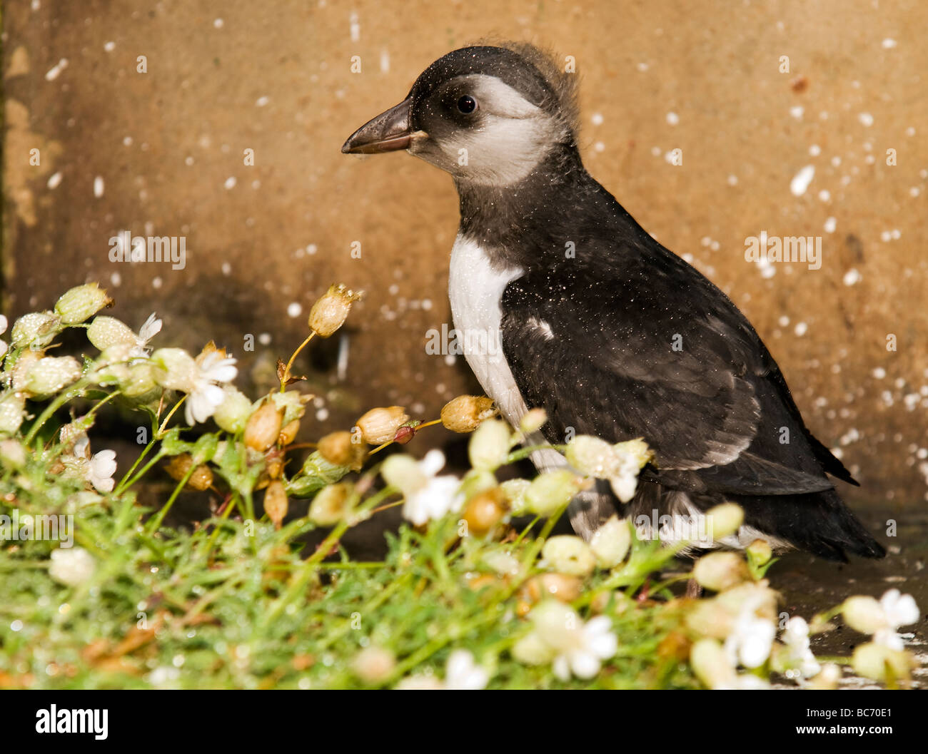 young scared puffling walking around Low Light lighthouse on Isley of May Stock Photo