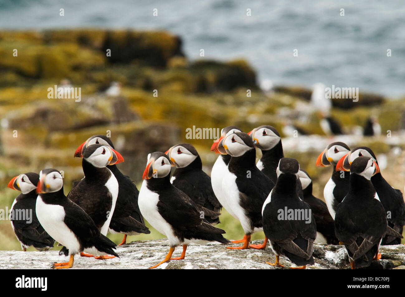 res stock photography and images Biology Diagrams