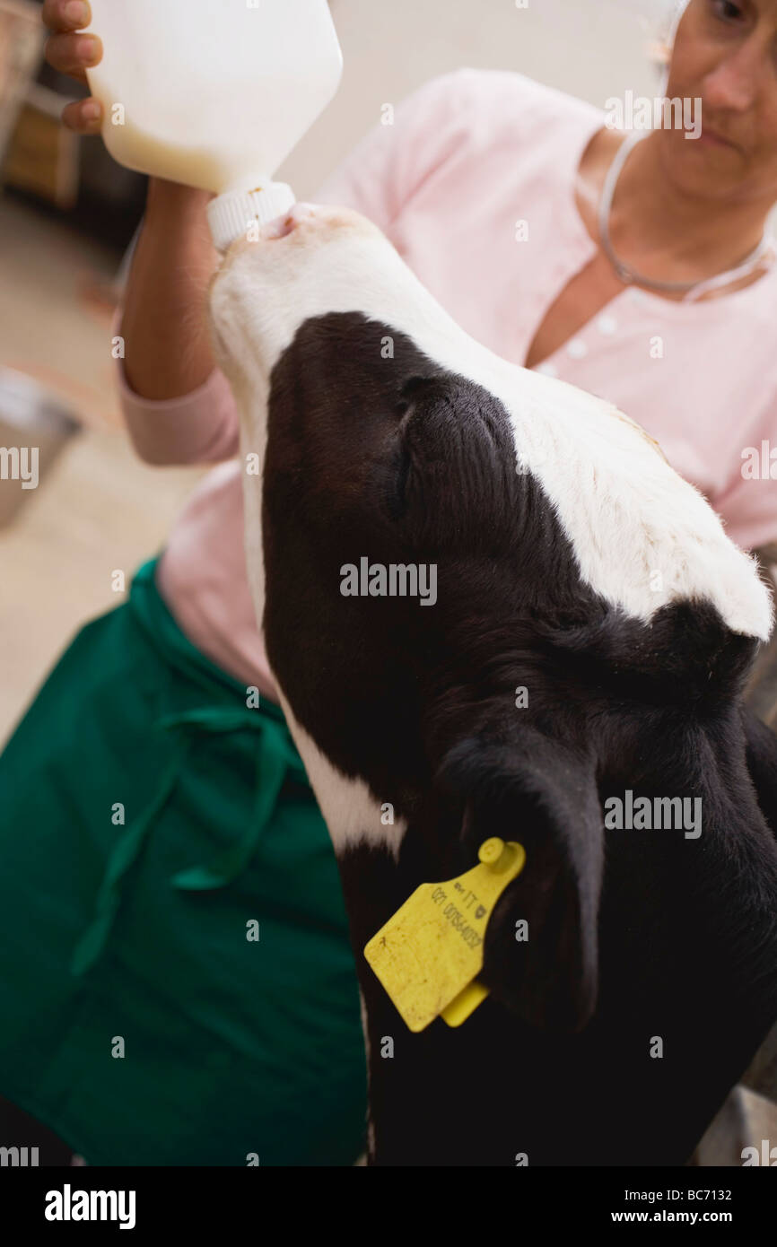 Woman feeding calf with milk from a bottle Stock Photo Alamy