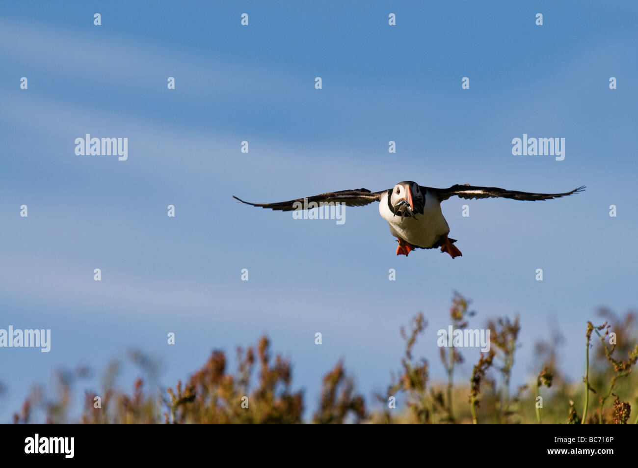colourful puffin flying back from the sea to feed chicks with beak full of fish Stock Photo