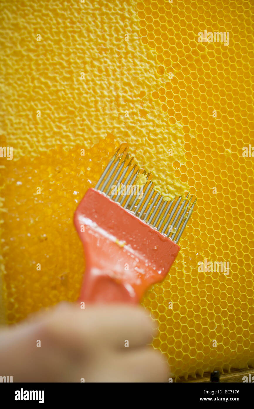 Uncapping a honeycomb - Stock Photo