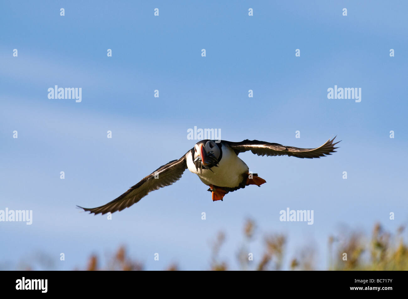 colourful puffin flying back from the sea to feed chicks with beak full of fish Stock Photo