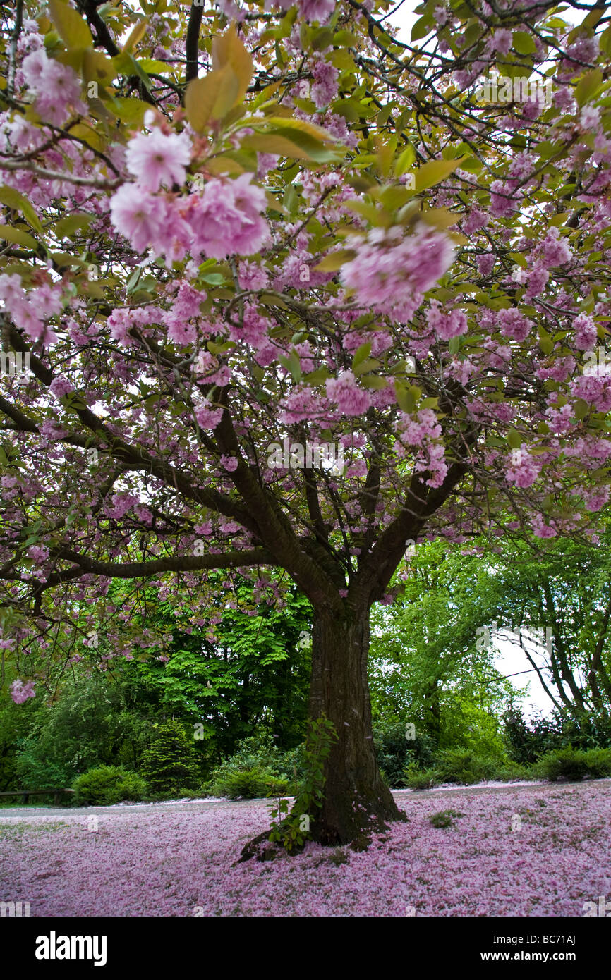 Cherry blossom tree. Vernon Park, Stockport, Greater Manchester, United ...