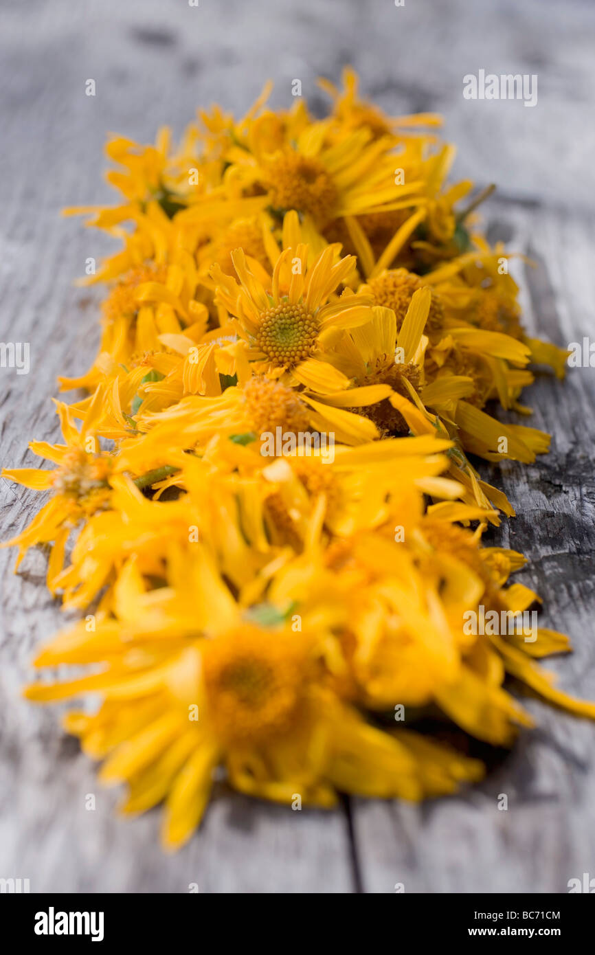 Arnica montana dried hires stock photography and images Alamy