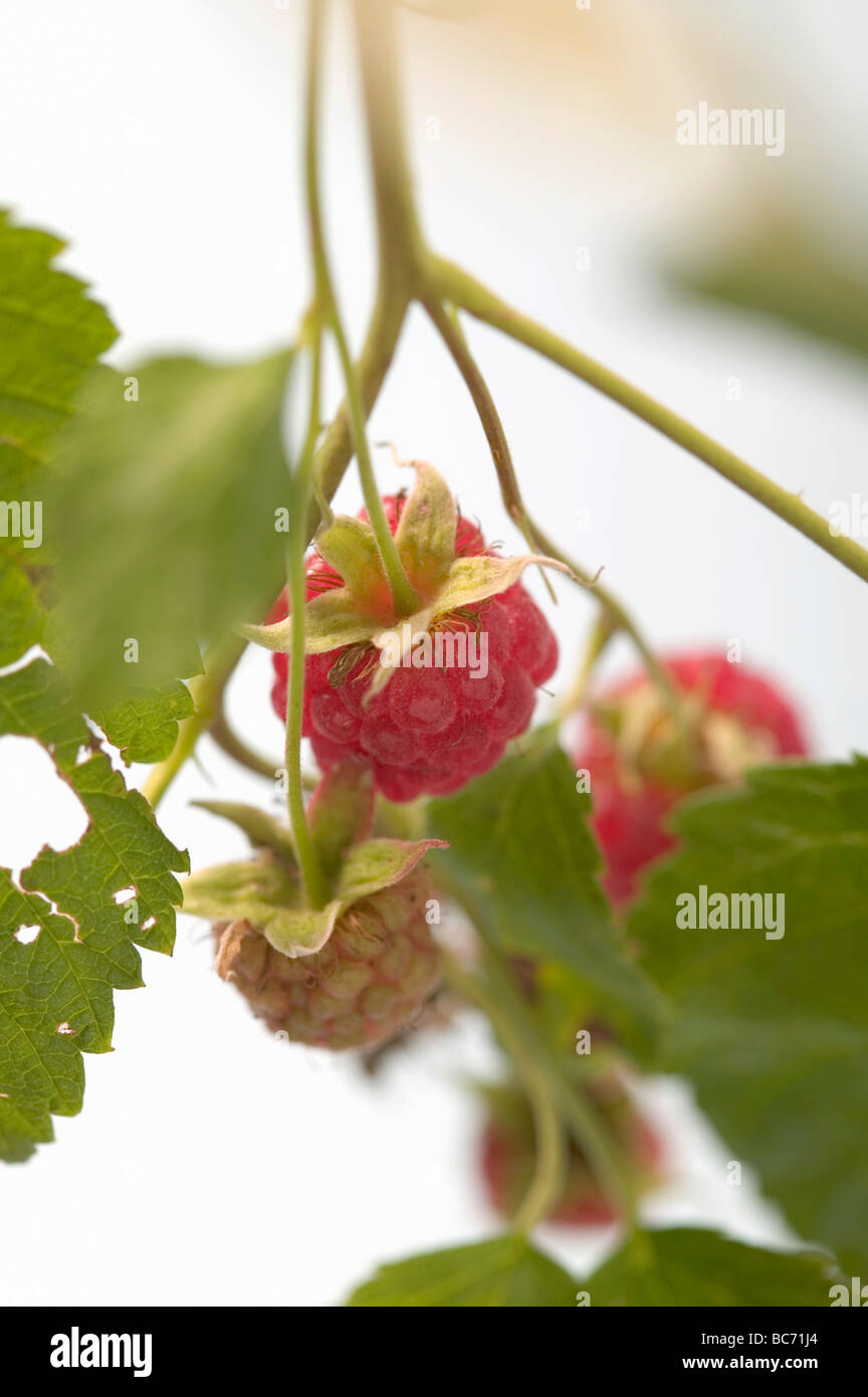Old Cane Raspberry Ripe cane hi-res stock photography and images - Alamy