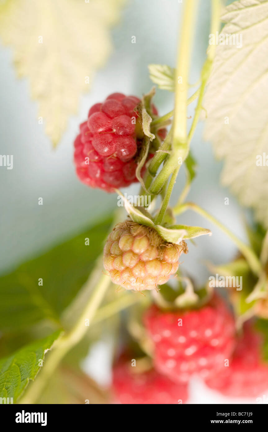 Raspberries close hi-res stock photography and images - Alamy