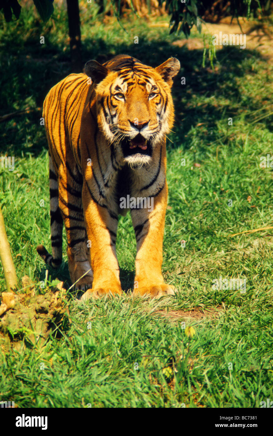 largest cat in the cat family