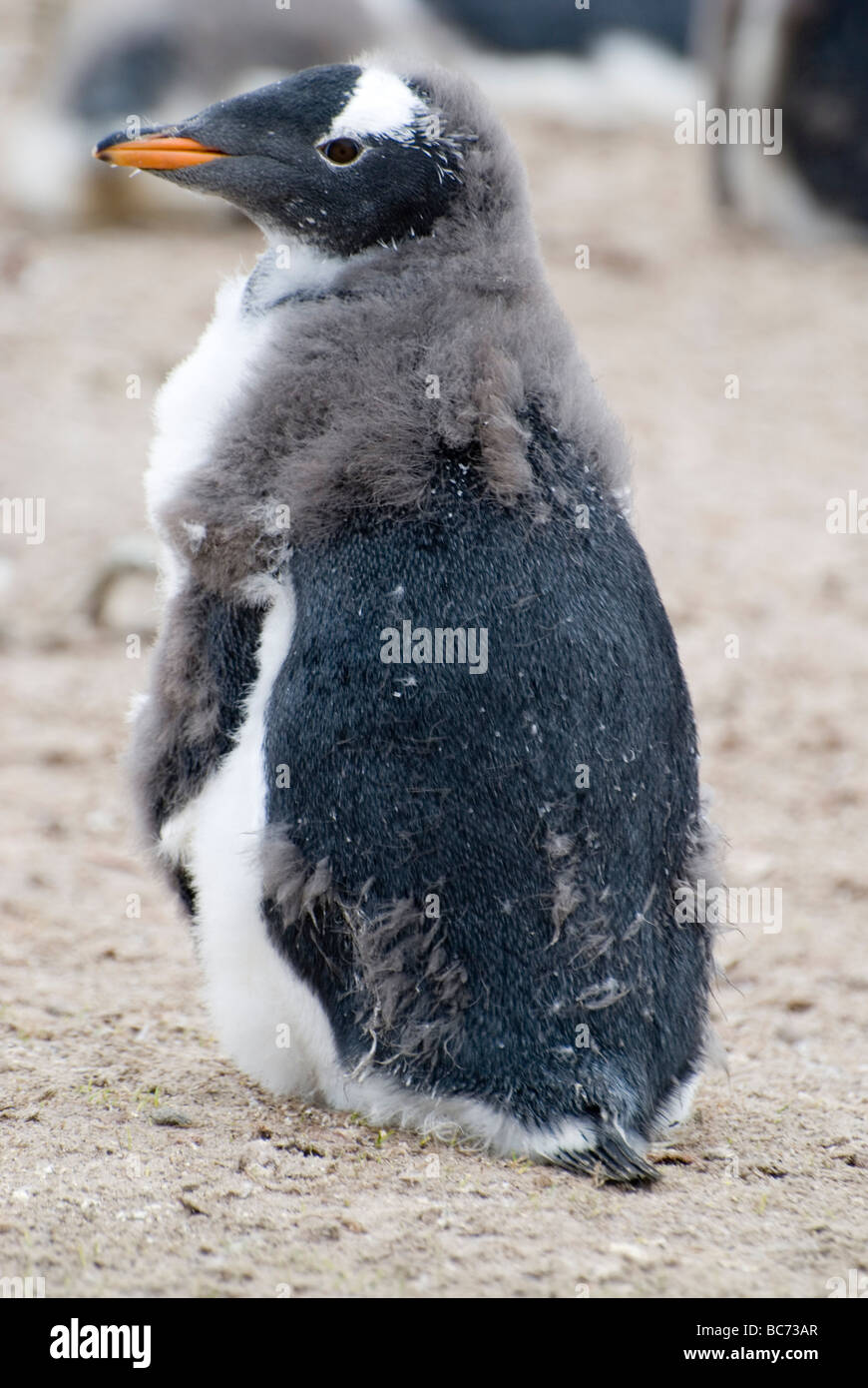 A juvenile Gentoo Penguin, Pygoscelis papua, losing its fluffy downy grey feathers for its waterproof adult plummage Stock Photo