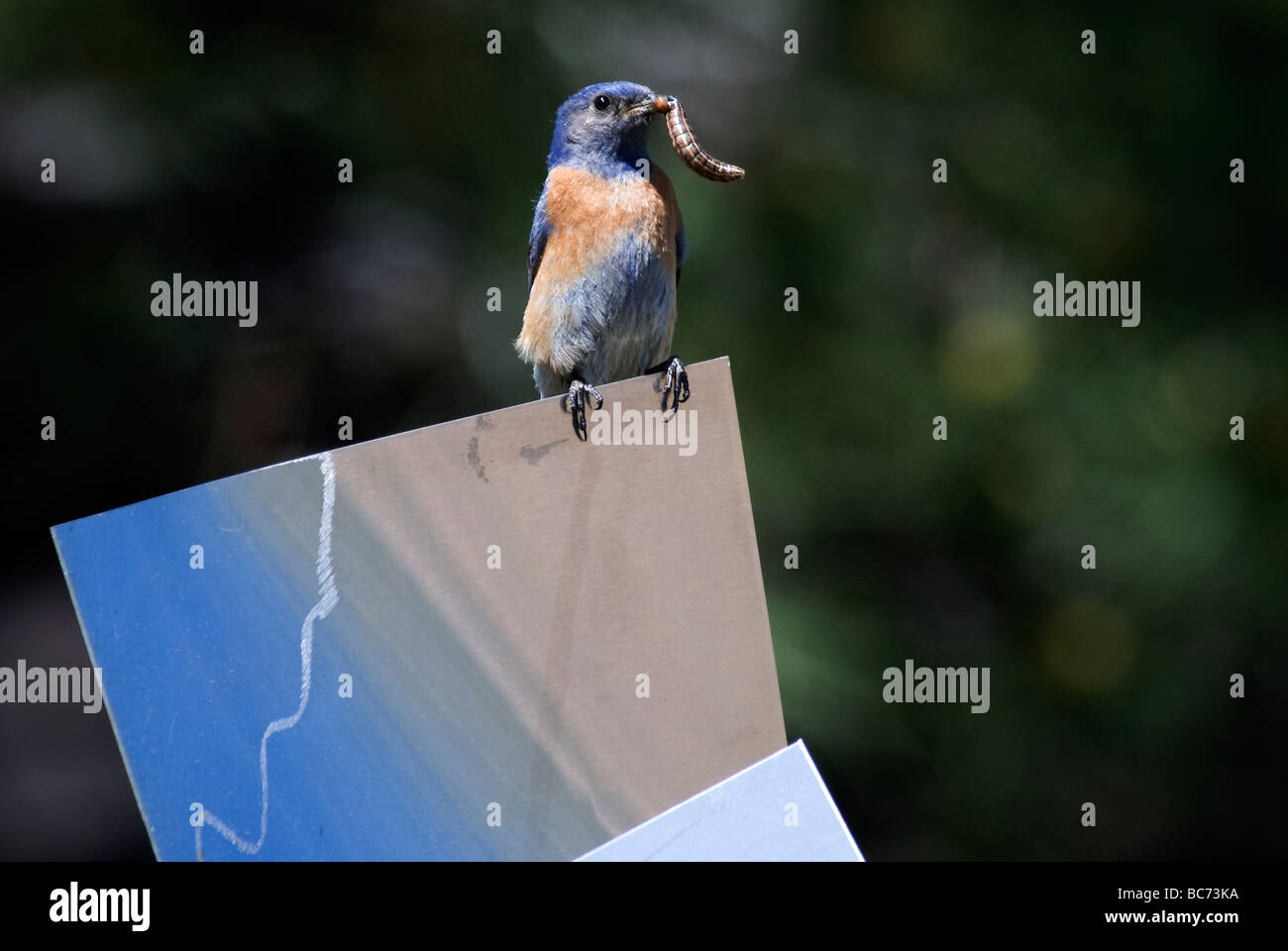 female Western Bluebird Sialia mexicana with caterpillar mouth Stock
