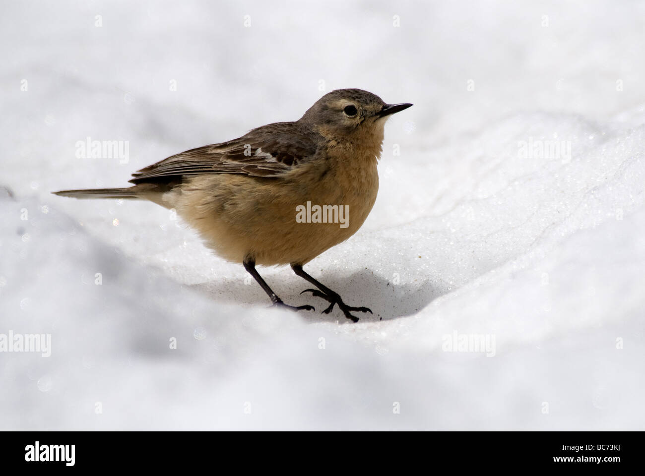 American Pipit Anthus rubescens on snow USA Stock Photo