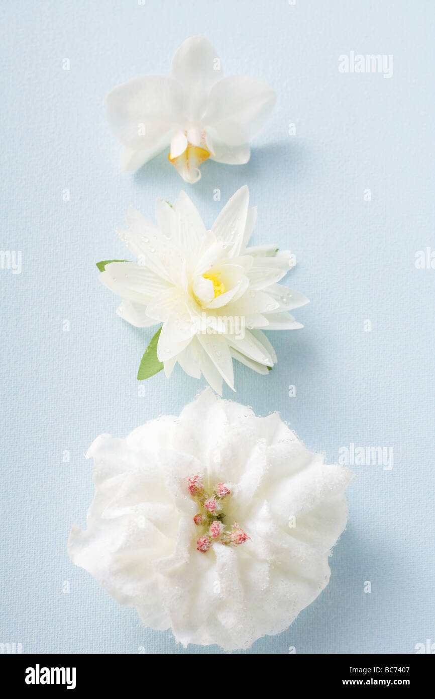 Three different white flowers - Stock Photo