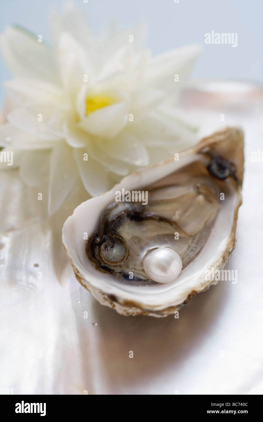 Fresh oyster with pearl, white water lily behind - Stock Photo