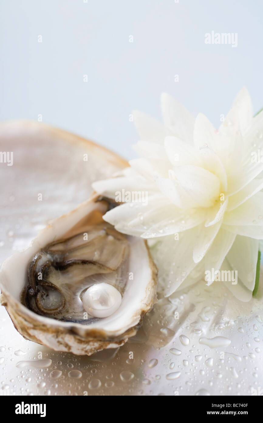 Fresh oyster with pearl, white water lily beside it - Stock Photo