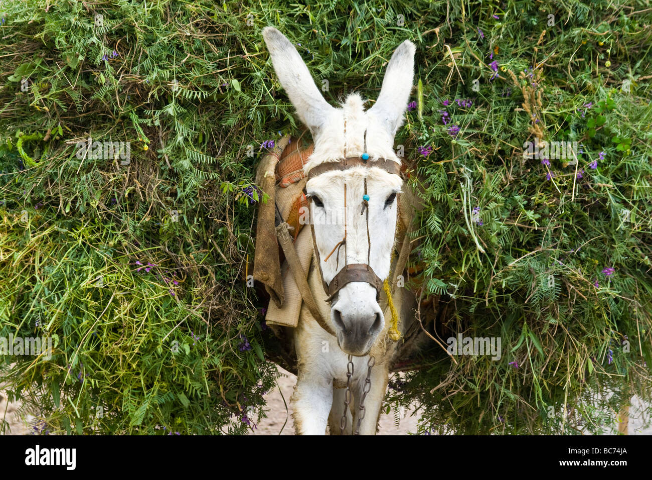 Donkey near Qazvin Iran Stock Photo
