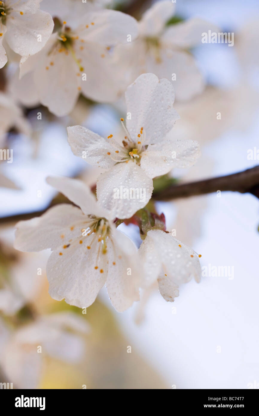Soft focus on cherry blossom hi-res stock photography and images - Alamy