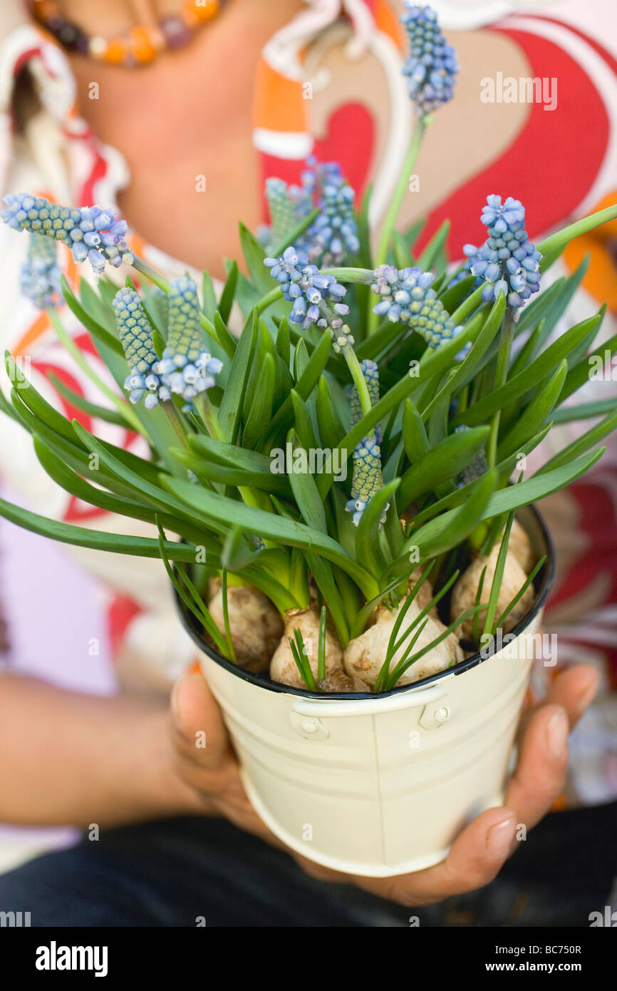 Woman holding small bucket of grape hyacinths - Stock Photo