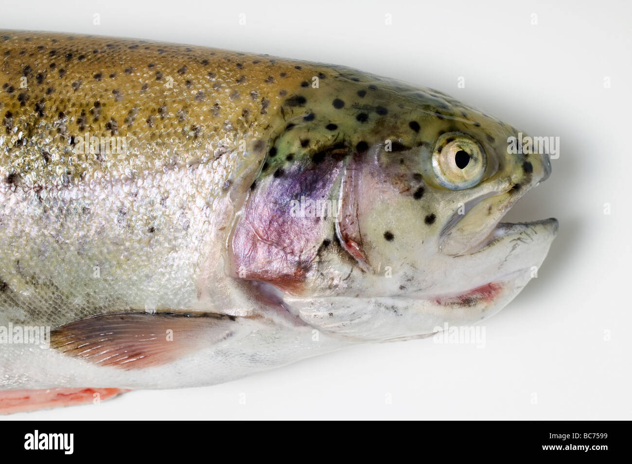 Salmon trout (head Stock Photo Alamy