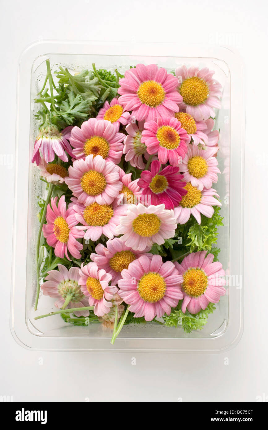 Flowers in plastic tray Stock Photo Alamy